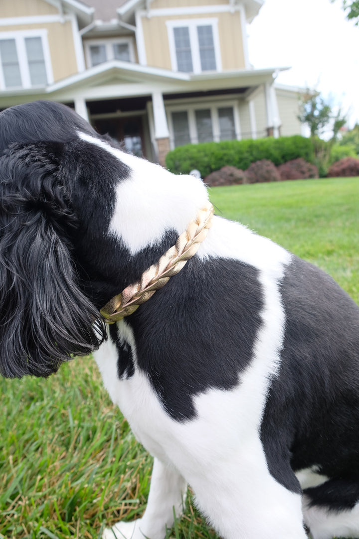 Pup Braided Leather Collar