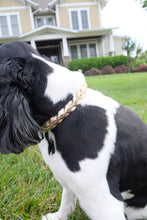 Load image into Gallery viewer, Pup Braided Leather Collar
